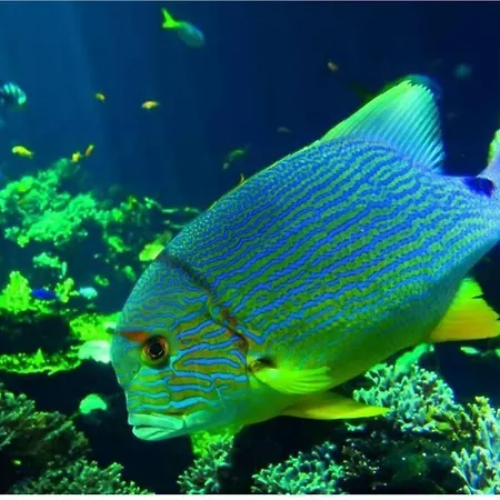 La Maison De La Cote *